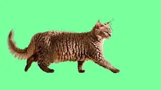 Best Cat Green Screen Videos 🐱part 5 | Free to Use in Your Projects!
