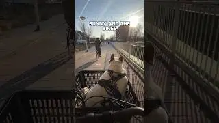 My dog and the bikes #dog #frenchbulldog #funny #dog #pets #bike