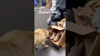 Mother's Love for her kids #animals #wildlife #mother #love #trendingshorts #viralreels #viralshorts