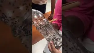 Detail process of dividing stingless bee colony