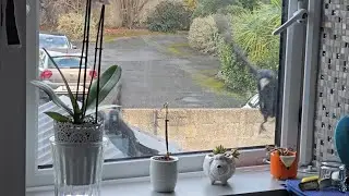 Who Will Visit? Leaving Peanuts at My Window&hellip;