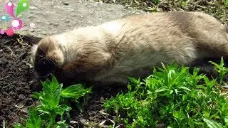 Ароматерапия для кота. Пять минут релакса/Aromatherapy for cat. 5 minutes of relaxation.