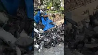 🕊️Bird Lady feeding the pigeons in Union Square