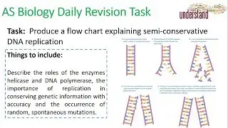 AS Biology Daily Revision Task 33:  DNA Replication