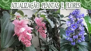 Venha ver algumas plantas e flores do meu jardim | Canal da Re