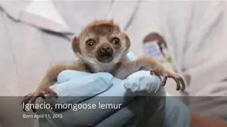 Baby Lemurs and the DLC's Conservation Breeding Program