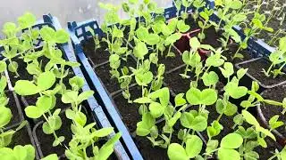 5 l&eacute;gumes &agrave; cultiver au printemps