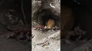Detik detik belut besar kuning menyantap umpan