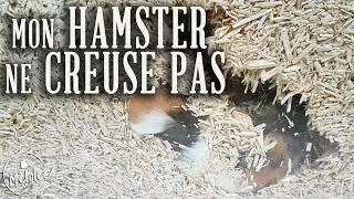 Mon HAMSTER ne CREUSE PAS, que faire?