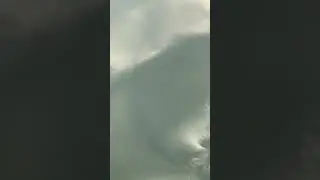 Pike fish swimming on top of water
