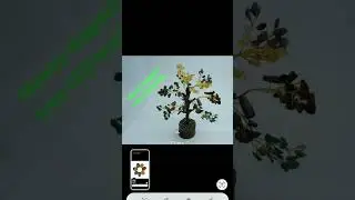 money magnet tree