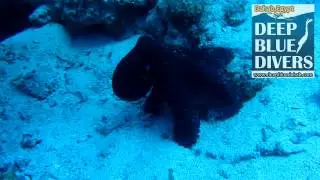 Deep Blue Divers Dahab