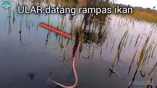 Tiba-tiba ular datang berontak mau rampas ikan yang udah kena pencing rawai