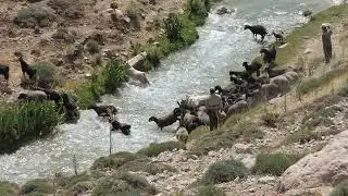 The efforts of shepherds to pass the sheep from the raging river
