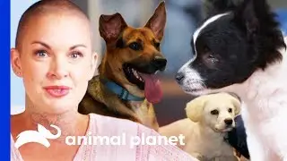 Heartwarming Moments From Amanda To The Rescue Season 2! | Amanda To The Rescue