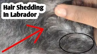 Hair Shedding In Labrador 😱 Worst-case || Treated By The Pet Vision || SUBSCRIBE Now 👍