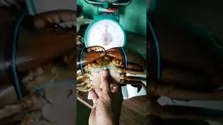 Crabs buy and sell! #buy #sell #crabs #buyer #consumer #highlights