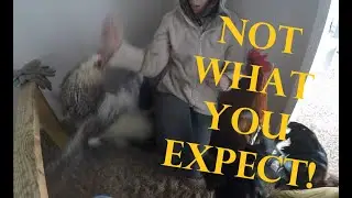 Rooster ATTACKS!. . .then THIS happens!
