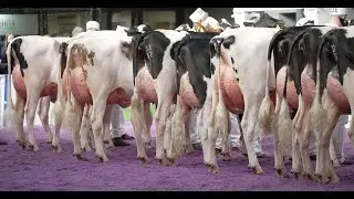 Holstein Junior 2yr old Class at Dairy Expo 2025.WOLFA LAMBDA IVY. MESSRS M ARMSTRONG