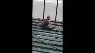 Kestrel with sparrow on my NYC fire escape - March 24th 2017