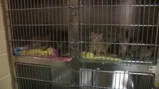 CT Humane Society- Westport Shelter