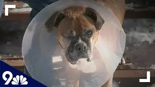 Owner fights off mountain lion that attacked dog in Estes Park