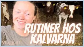 Varför MÅSTE vi öronmärka djuren? Vlogg 31