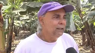 Angola Magazine - Kuanza Sul - Produção de banana