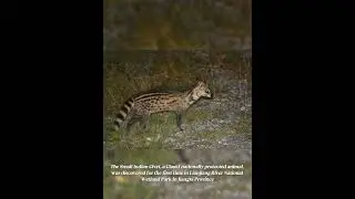 The Small Indian Civet discovered   the first time in Jiangxi