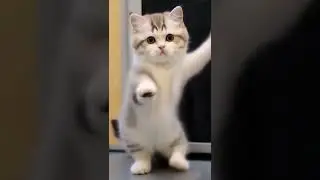 #video #subscribe #like #юмор #dance.Танцующий кот: шоу начинается!
