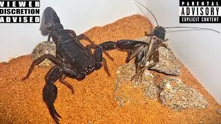 DEADLY SCORPION STRIKE COMPILATION...FEEDING MY SCORPION COLLECTION AGAIN...