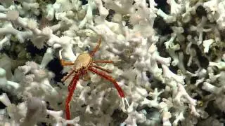 E/V Nautilus Video Bite: Squat Lobster on Coral - Gulf of Mexico 2013