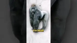How Much Could A Gorilla Bench Press??🦍🏋&zwj;♀️ #madmuscles #ytshorts #shortsfeed #youtubeshorts