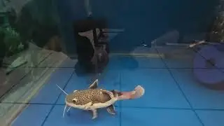 Super Short Body RTC Red Tail Catfish 