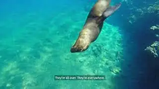 Gal&aacute;pagos - Snorkling with Wildlife