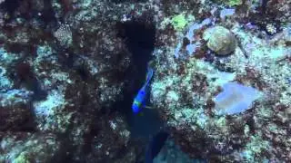 Scuba Diving at Old San Juan Reef/ Blue Hole