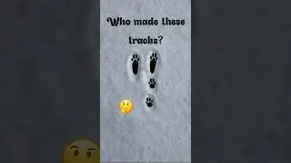 Animal track ID ! 🤔#animaltracks #animaltracking #winterwork #knowledgeispower #educateyourself