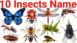 Insects for Kids 🐞 | Learn Insect Names with Pictures & Sounds | Educational Video