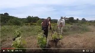 Labour à cheval dans les vignes du Domaine Montgros à Cabrerolles (34)