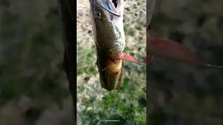 Green eyes snake head fish 😲🤯 #shorts #snakehead #fish #hunting