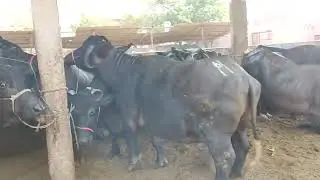 Dairy farm life