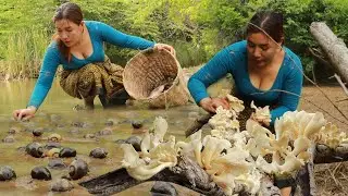 Pick a lot snail and mushroom in rainforest- Cooking snail spicy with mushroom for dinner