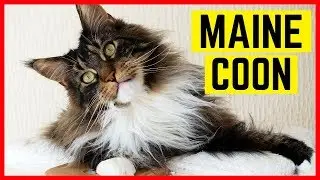 MAINE COON - Charakter und Besonderheiten