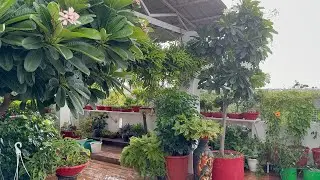 0 Cost Mai tayar karen beautiful garden ||Beautiful Hanging basket garden ||