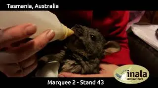 Inala Nature Tours - Birdfair UK video 2019