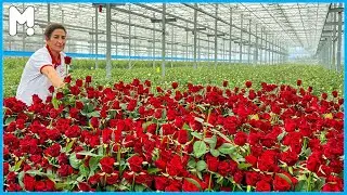 Rose Farming in 30,000 Square Meters - Inside a Flower Production Plant - Golden Rose Oil Refinery 🌹