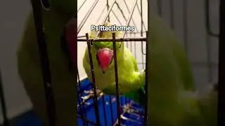 #psittaciformes #parrot #parrots #parrotvideo #viral #viralvideo #viralshorts #view #views #vietnam