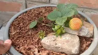 Bussy strawberry plant fruiting in pot | in my mini garden| 🍓🍓😋
