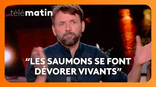 Élevage intensif : la face cachée du saumon