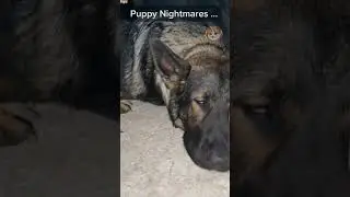 Pets Can Dream Too #petsbeinggoofy #funny